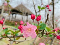 -顾村公园