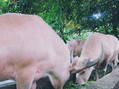 -海南热带野生动植物园