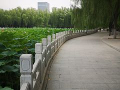-莲花池公园