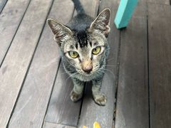 -卷心菜和避孕套餐厅(Pattaya)