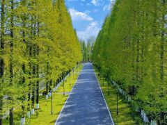 -黄海国家森林公园