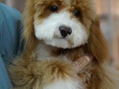 -翊宠yipet猫狗购宠庄园犬舍•猫舍