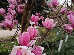 -重庆园博园