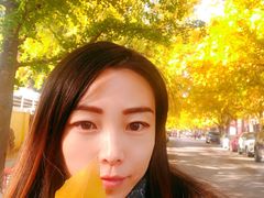 -三里屯东五街银杏大道