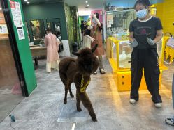 -神奇动物撸宠馆·羊驼·小浣熊·异宠(豫园店)