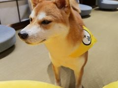 -逗柴咖啡屋·狗咖猫咖宠物桌游