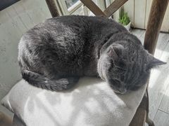 -海边的猫和咖啡馆