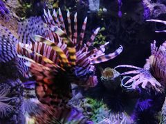 -太平洋海底世界