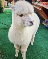 -萌宠亲子动物乐园(槐房万达店)