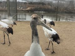 -盐城丹顶鹤湿地生态旅游区