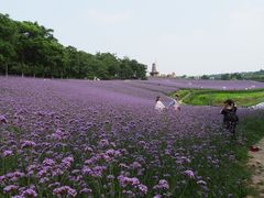 -大塘金香草谷