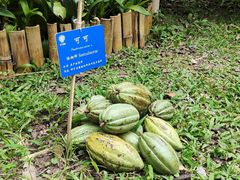 -中国科学院西双版纳热带植物园