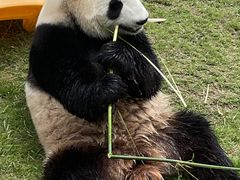 -上海野生动物园