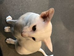 -飞行喵MR PILOT|猫舍·猫咖(静安大融城店)