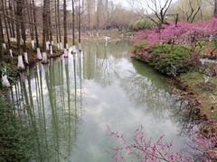-青枫公园