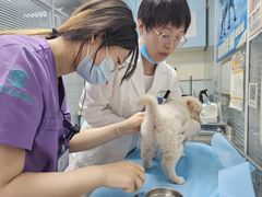 -瑞派·关忠动物医院·猫专科·犬专科(三环新城店)