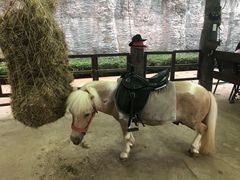 -清迈夜间动物园