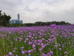 -深圳湾公园(南山区)