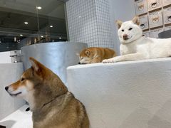 -柴务处·柴犬主题狗咖