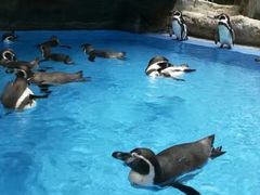 -帝企鹅自助餐厅•儿童岛•真企鹅(长隆企鹅酒店)