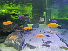 -秦皇岛乐岛海洋王国