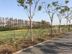 -上海长兴岛郊野公园