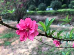 -南国桃园旅游度假区