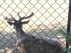 -北京麋鹿生态实验中心
