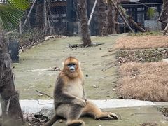 -武汉动物园