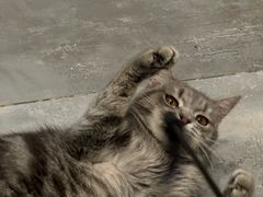 -楼上猫咖(罗湖店)
