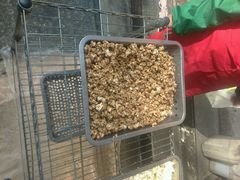 android_upload_pic-正宗老杨特色爆米花(四棉店)