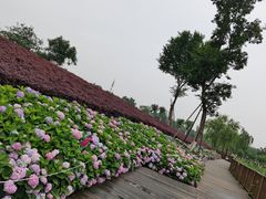 -天府芙蓉园