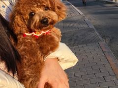 -FAELING PETS美天灵宠物(合生汇店)