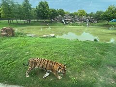 -上海野生动物园