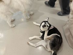 -共舞时光猫咖·狗咖(新街口店)