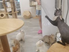 -楼上猫咖(罗湖店)
