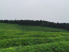 -游子山休闲旅游区