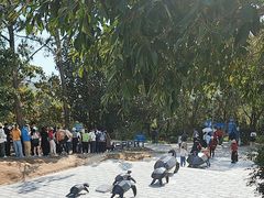 -广东惠东海龟国家级自然保护区