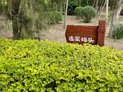 -塘沽森林公园