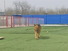 -宠物寄养训练学校