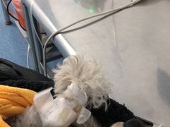 -北京赛佳动物医院