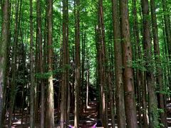 -山王坪喀斯特国家生态公园