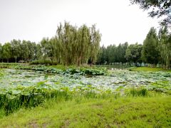 -东郊湿地公园