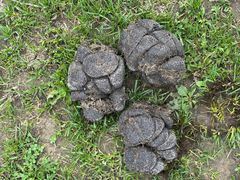 -令氏家外家岐山面(火炬路店)