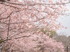 -顾村公园