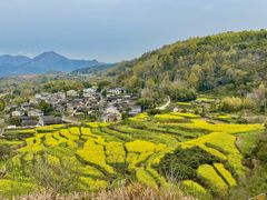 -桑洲油菜花景区
