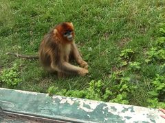 -西安秦岭野生动物园