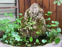 -渔梁坝