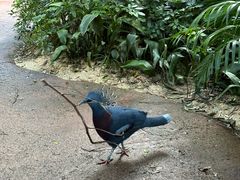 -奥兰多迪士尼动物王国乐园