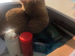 -汪喵宠物医院·骨科心脏影像·犬猫急重症ICU诊疗中心(成华分院)